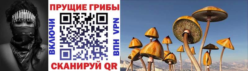 наркошоп  Шлиссельбург  Псилоцибиновые грибы прущие грибы 